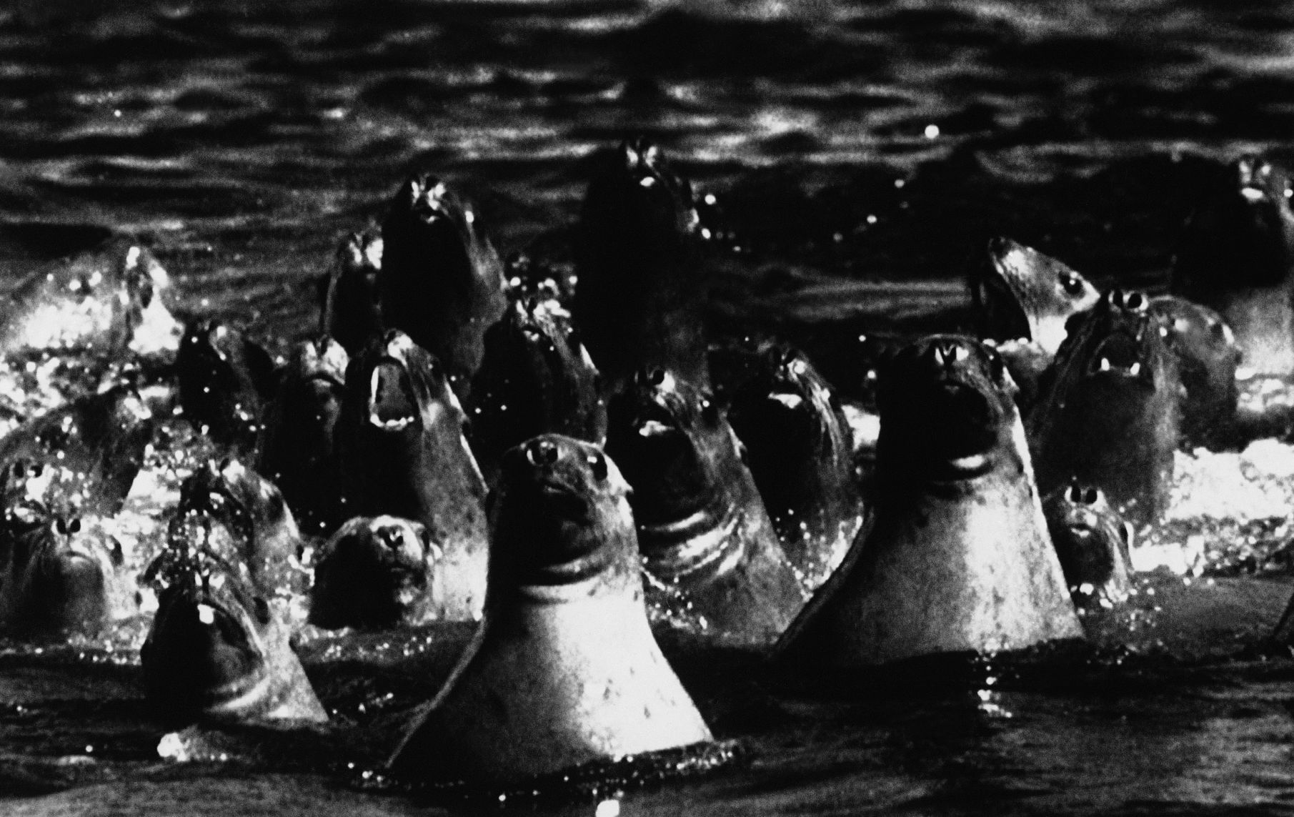 Exxon Valdez Disaster 1989